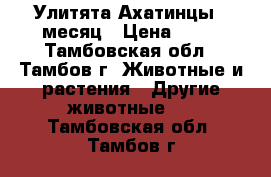 Улитята Ахатинцы 1 месяц › Цена ­ 20 - Тамбовская обл., Тамбов г. Животные и растения » Другие животные   . Тамбовская обл.,Тамбов г.